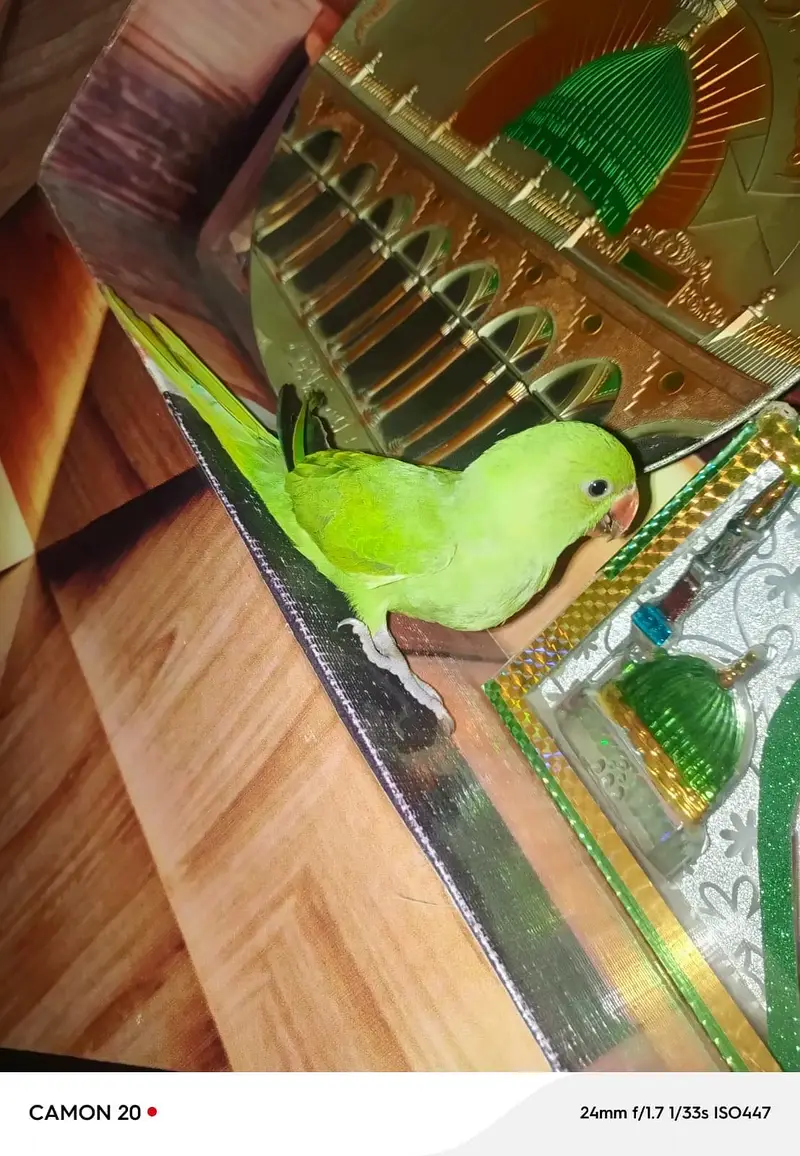 Beautiful Healthy and Active parrot For Sale — photo 2
