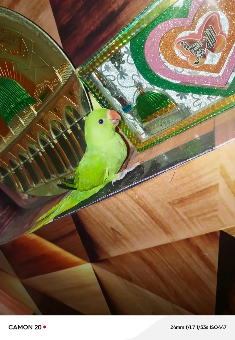 Beautiful Healthy and Active parrot For Sale — photo 3