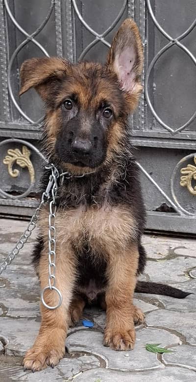long cort german shepherd male puppy for sale