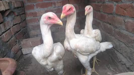 Hight quality shamoo