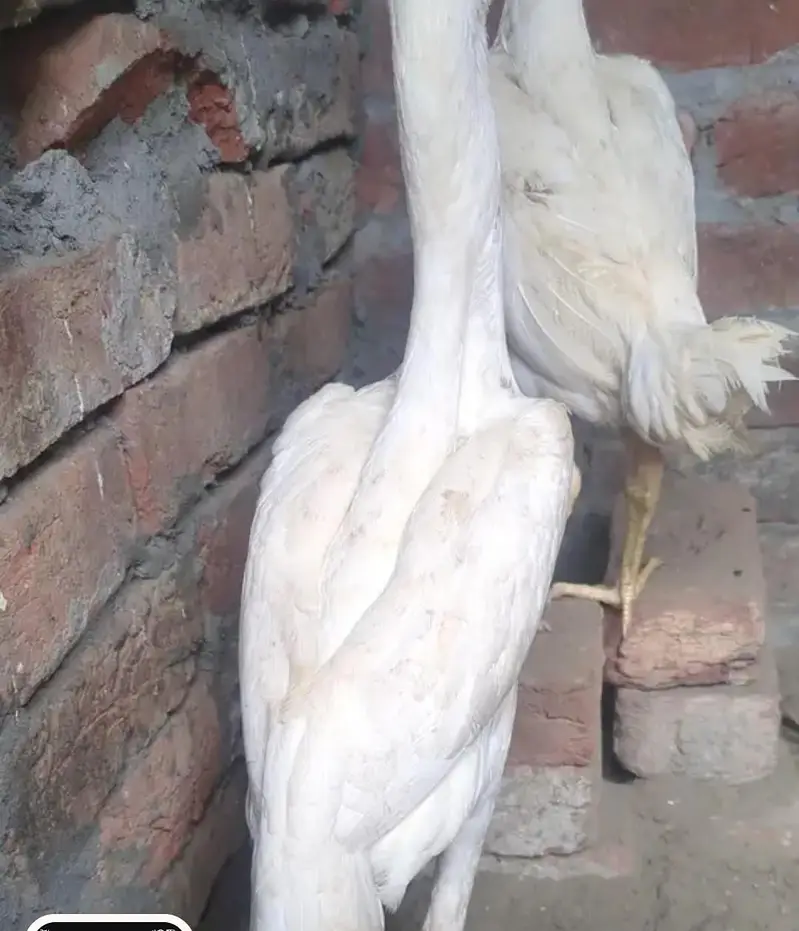 Hight quality shamoo — photo 4
