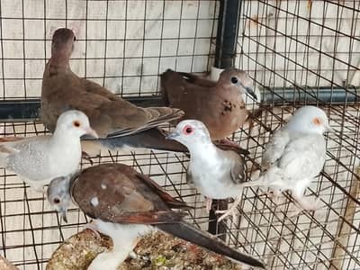 Pied doves