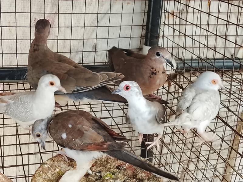 Pied doves 0