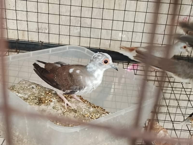 Pied doves 1