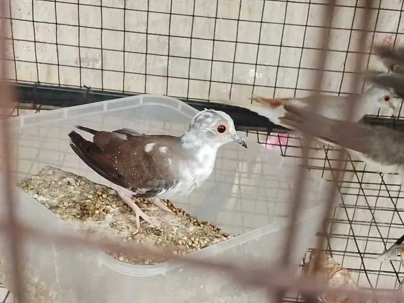Pied doves — photo 2