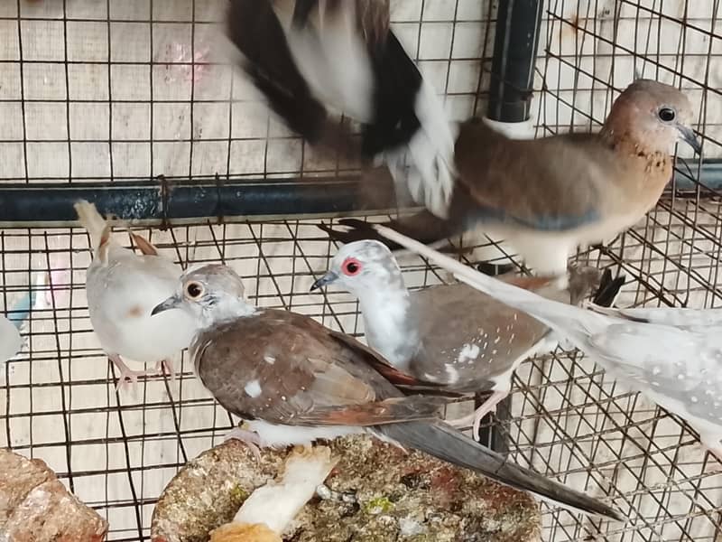 Pied doves 2