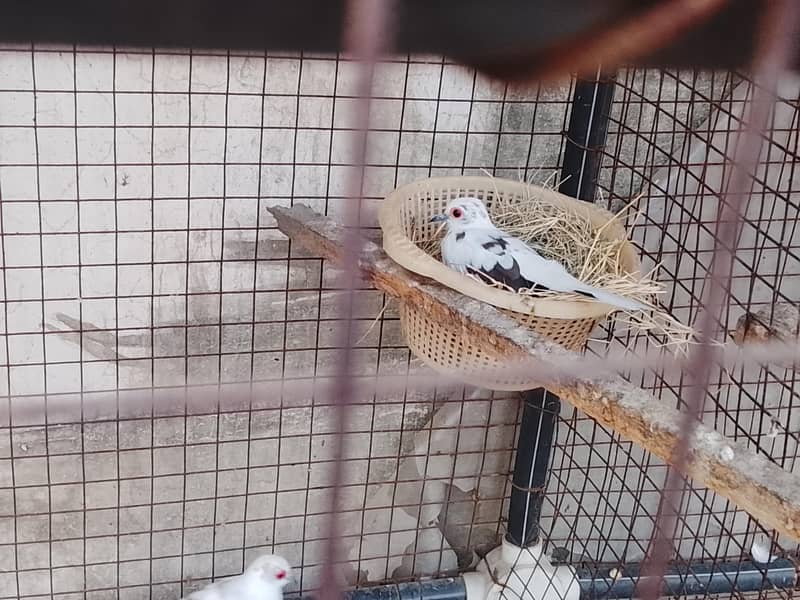 Pied doves 3