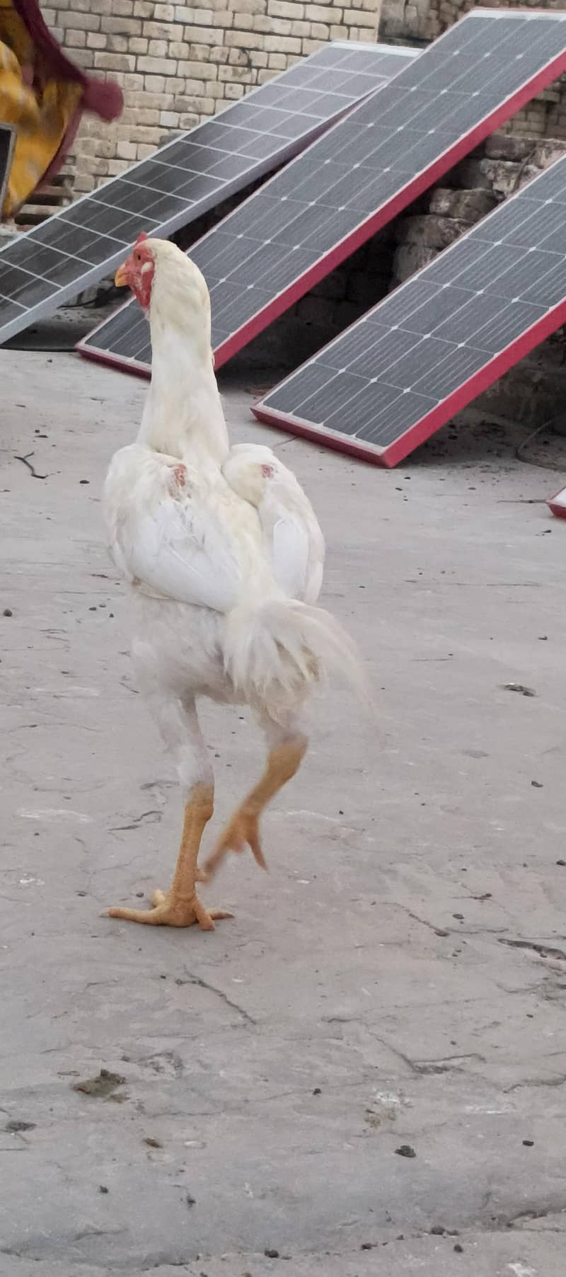white Heera patha 4
