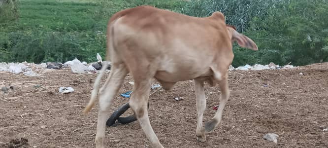 bachri for sale