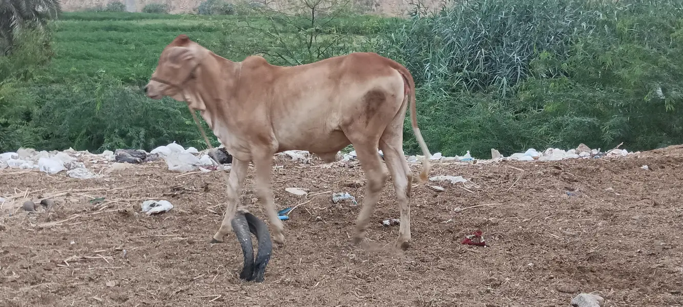 bachri for sale — photo 2