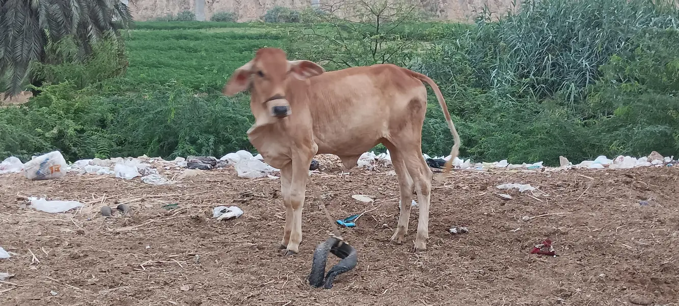 bachri for sale — photo 3