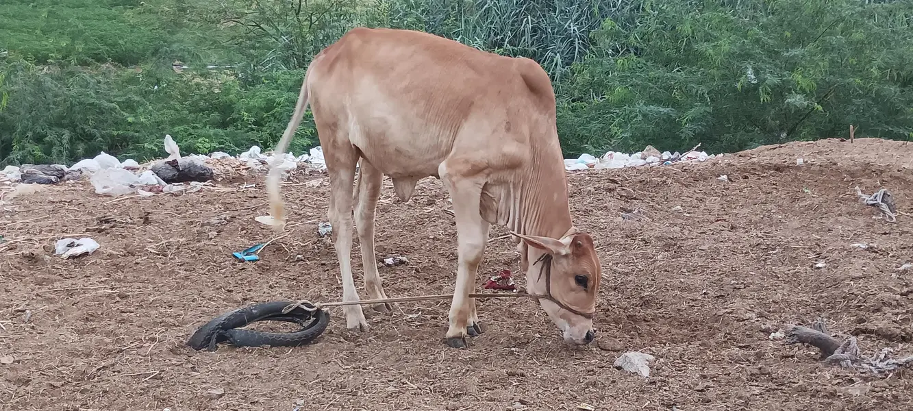 bachri for sale — photo 4