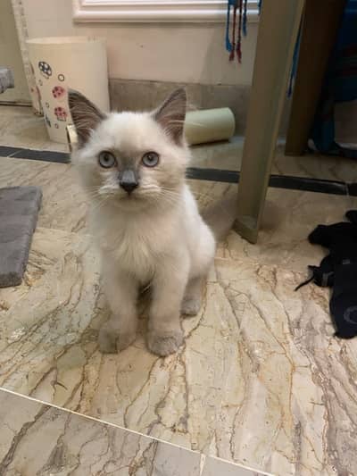 Persian kitten
