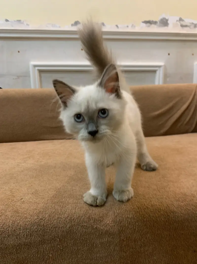 Persian kitten — photo 2