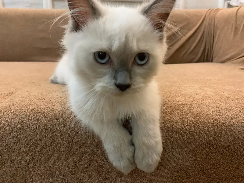 Persian kitten — photo 3