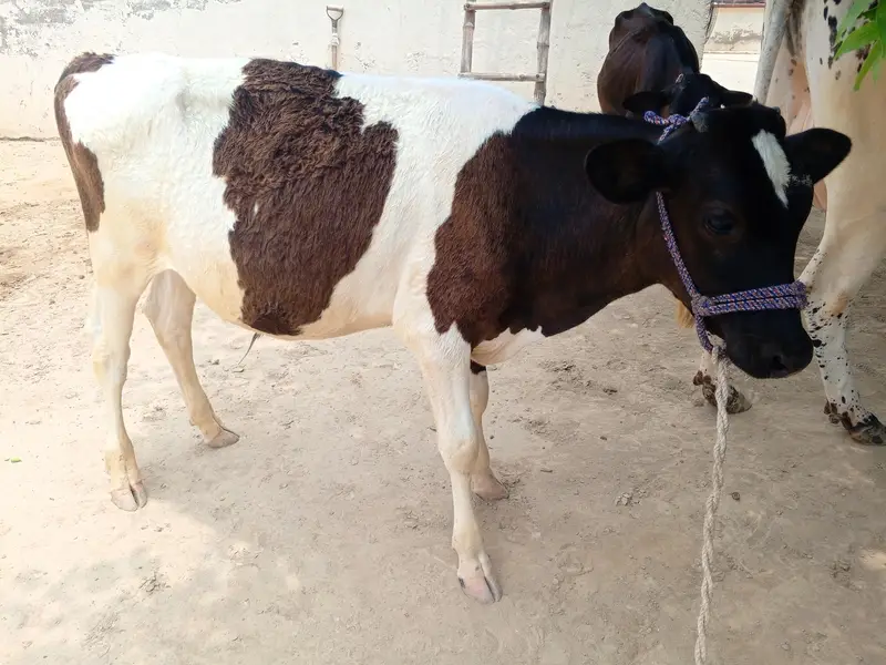 ولایتی بچھڑا  0349.1590825 — photo 2