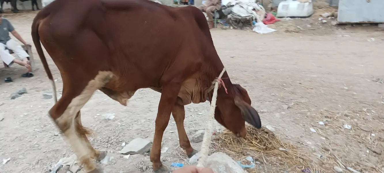 bachri for sale — photo 7