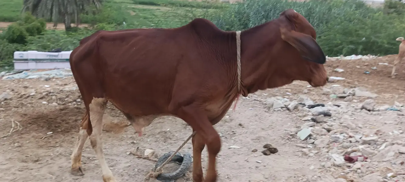 bachri for sale — photo 8