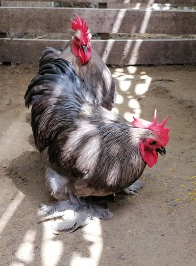 Pure Bantam '0' size fancy
