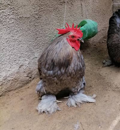Pure Bantam '0' size fancy