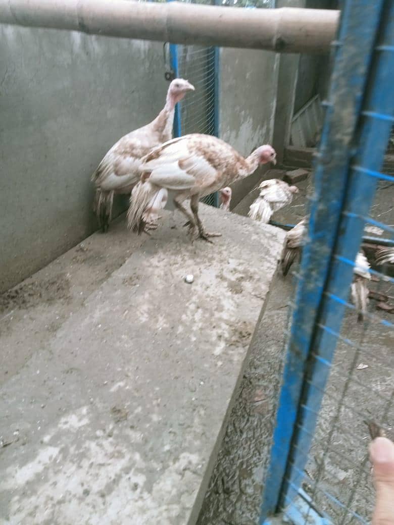 Turkeys 1