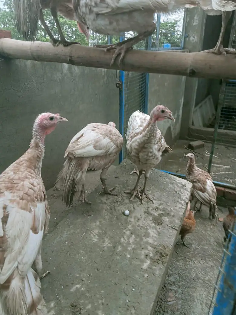 Turkeys — photo 3