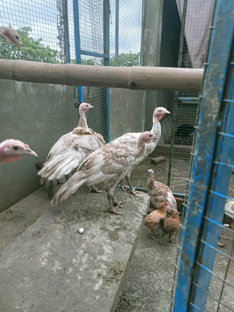 Turkeys — photo 4