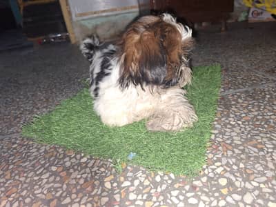 Shih Tzu bread