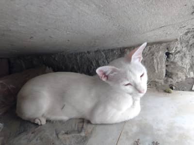 female cats