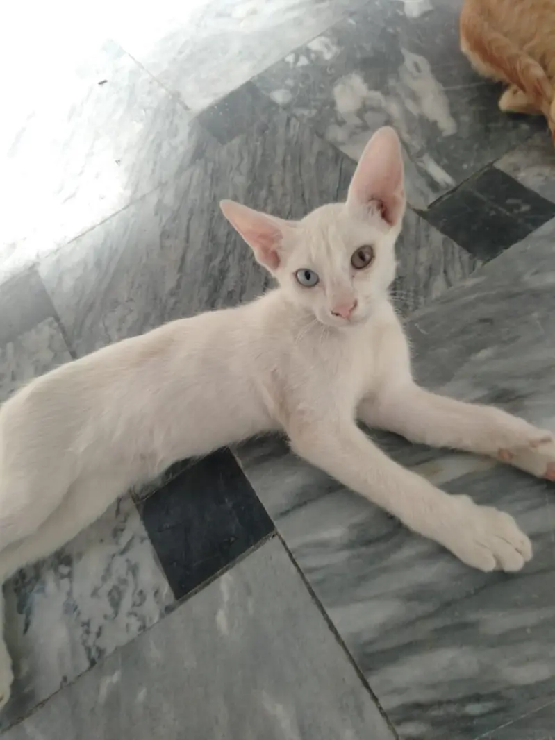 female cats — photo 2