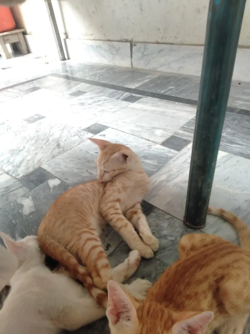 female cats — photo 3