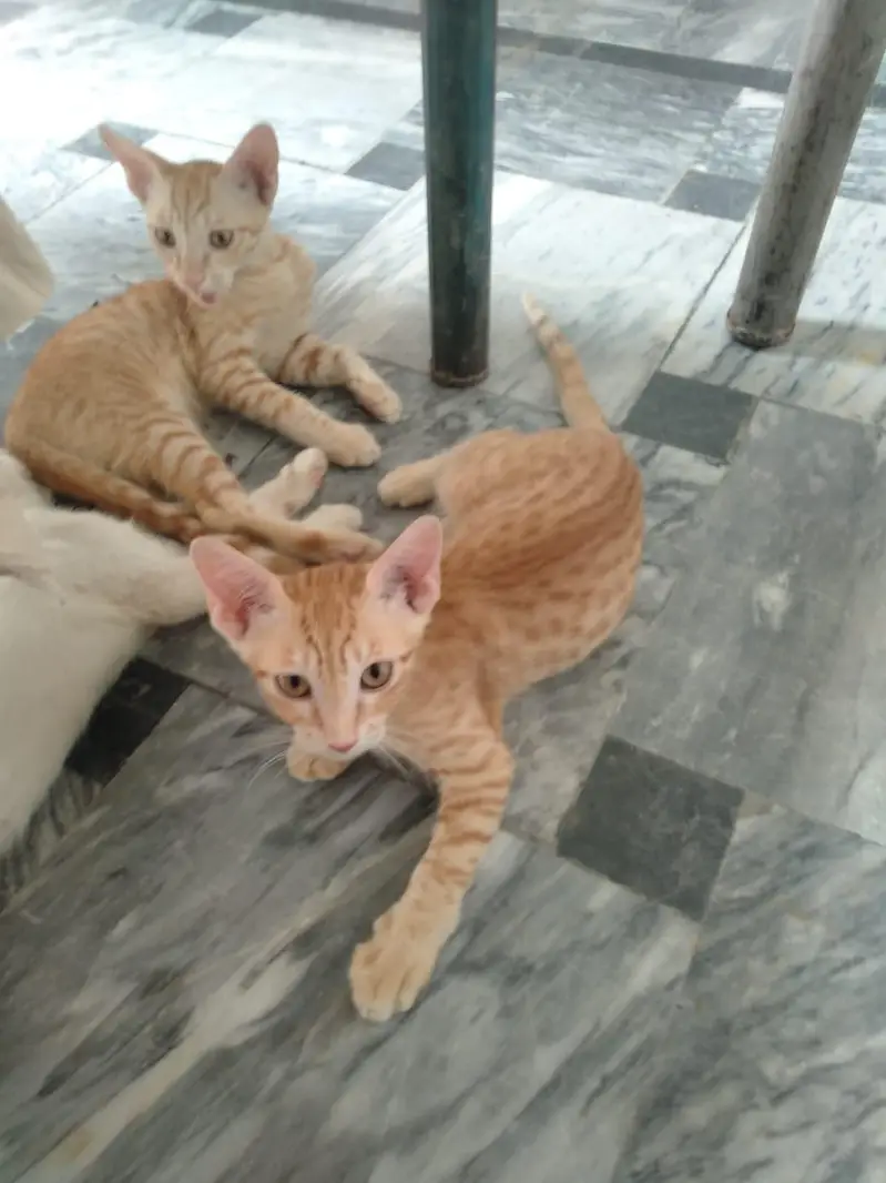 female cats — photo 4
