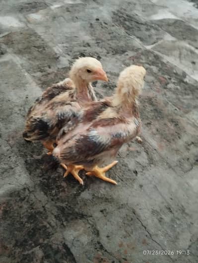 pair parrot beak shamo cross
