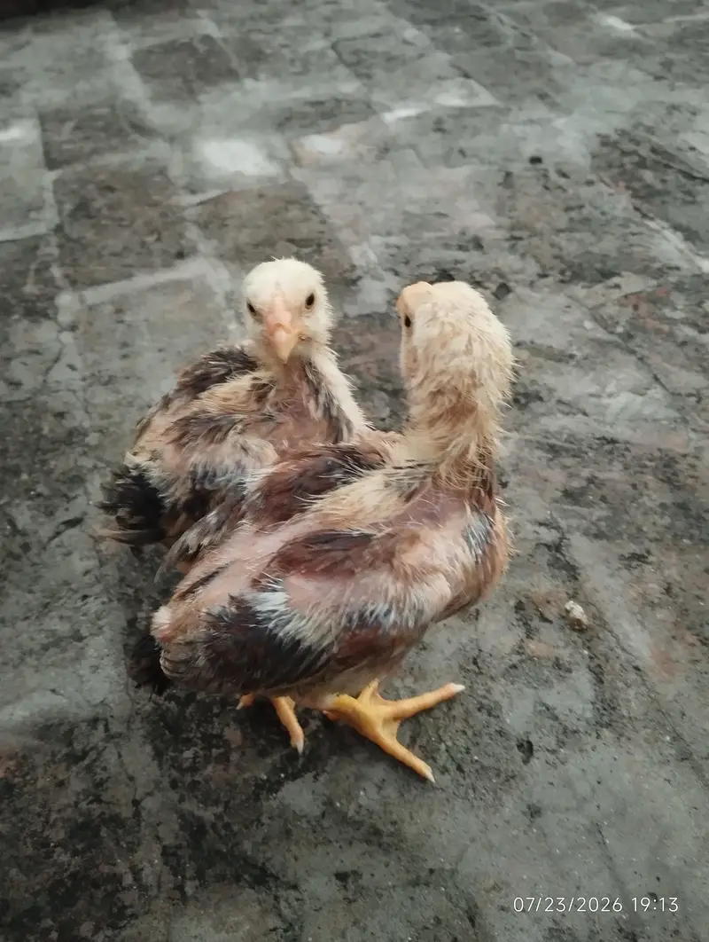 pair parrot beak shamo cross — photo 5