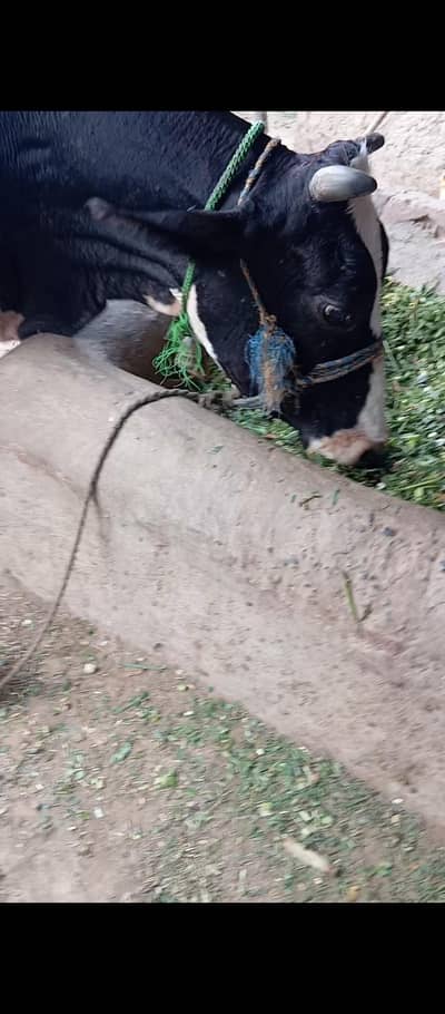 cow friesian nasl.