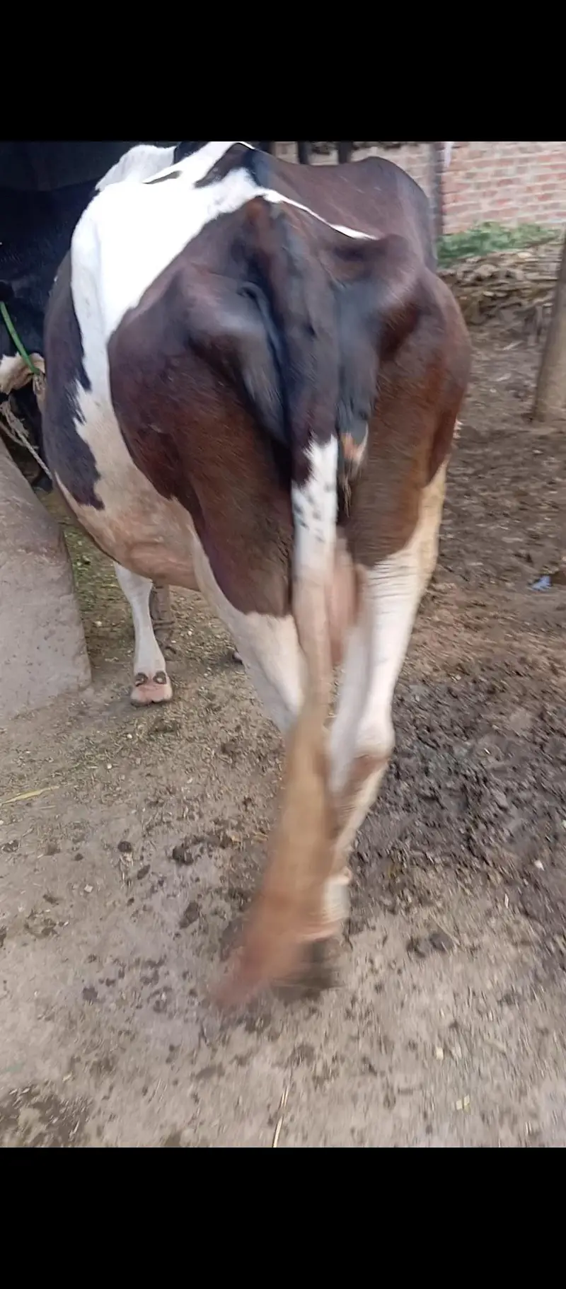 cow friesian nasl. — photo 2