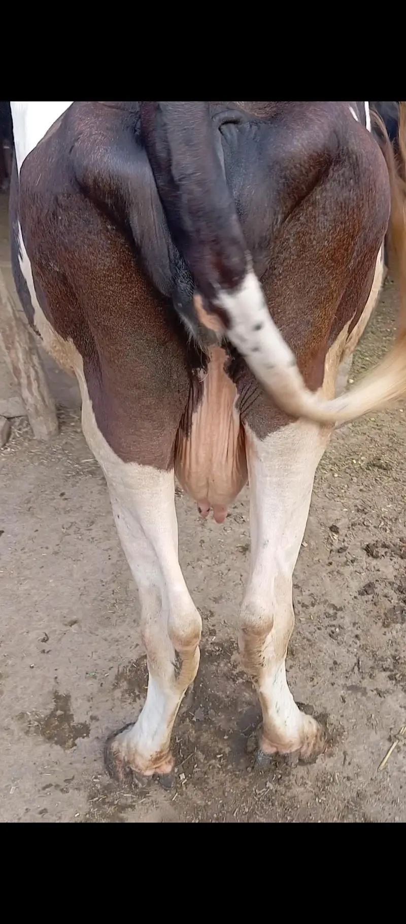 cow friesian nasl. — photo 3