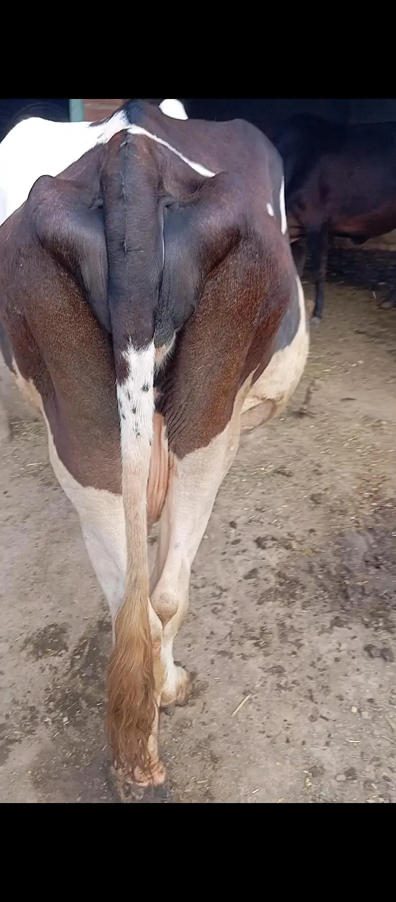 cow friesian nasl. — photo 4