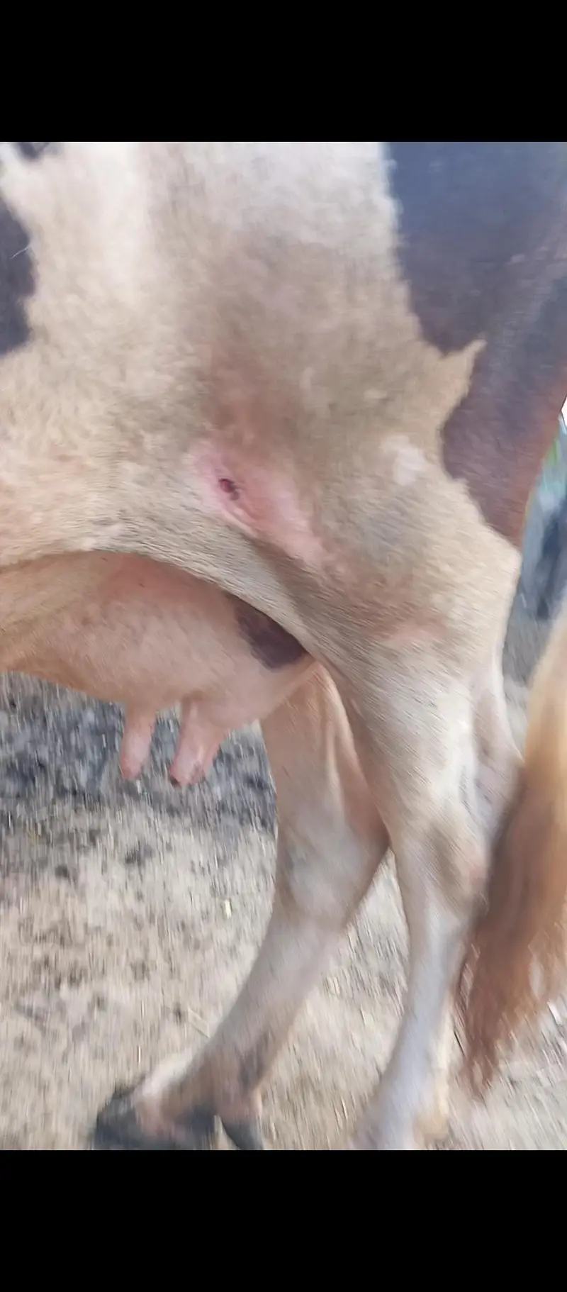 cow friesian nasl. — photo 5