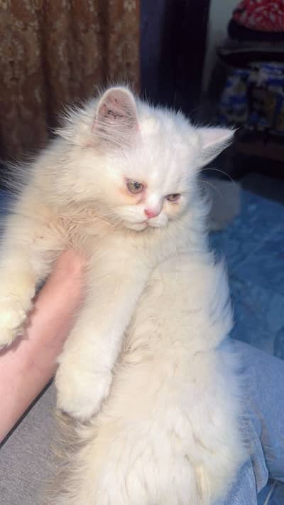 persian kitten for sale