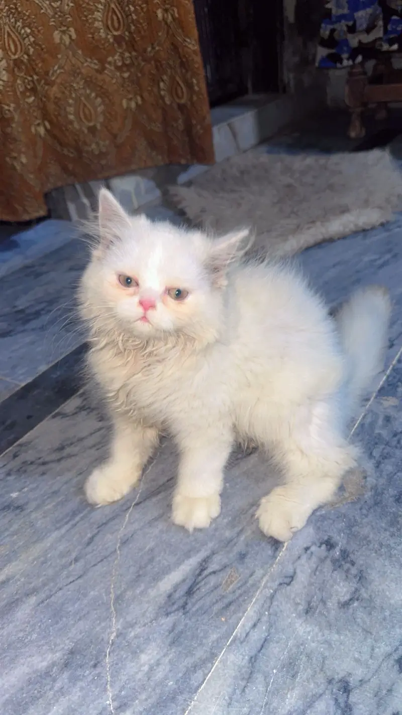 persian kitten for sale — photo 2