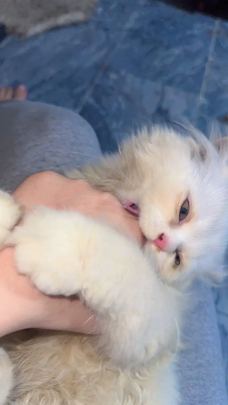 persian kitten for sale — photo 3