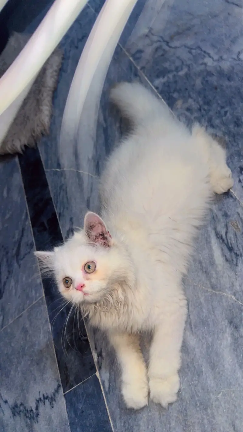 persian kitten for sale — photo 4