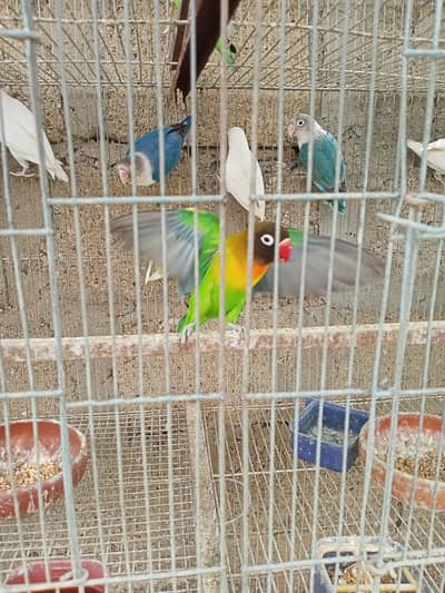 Breeder Black Mask Lovebirds Pair for sale Healthy and Active