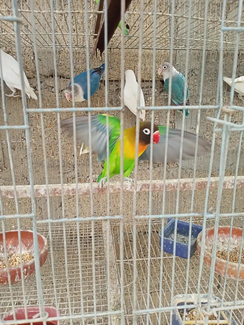 Breeder Black Mask Lovebirds Pair for sale Healthy and Active