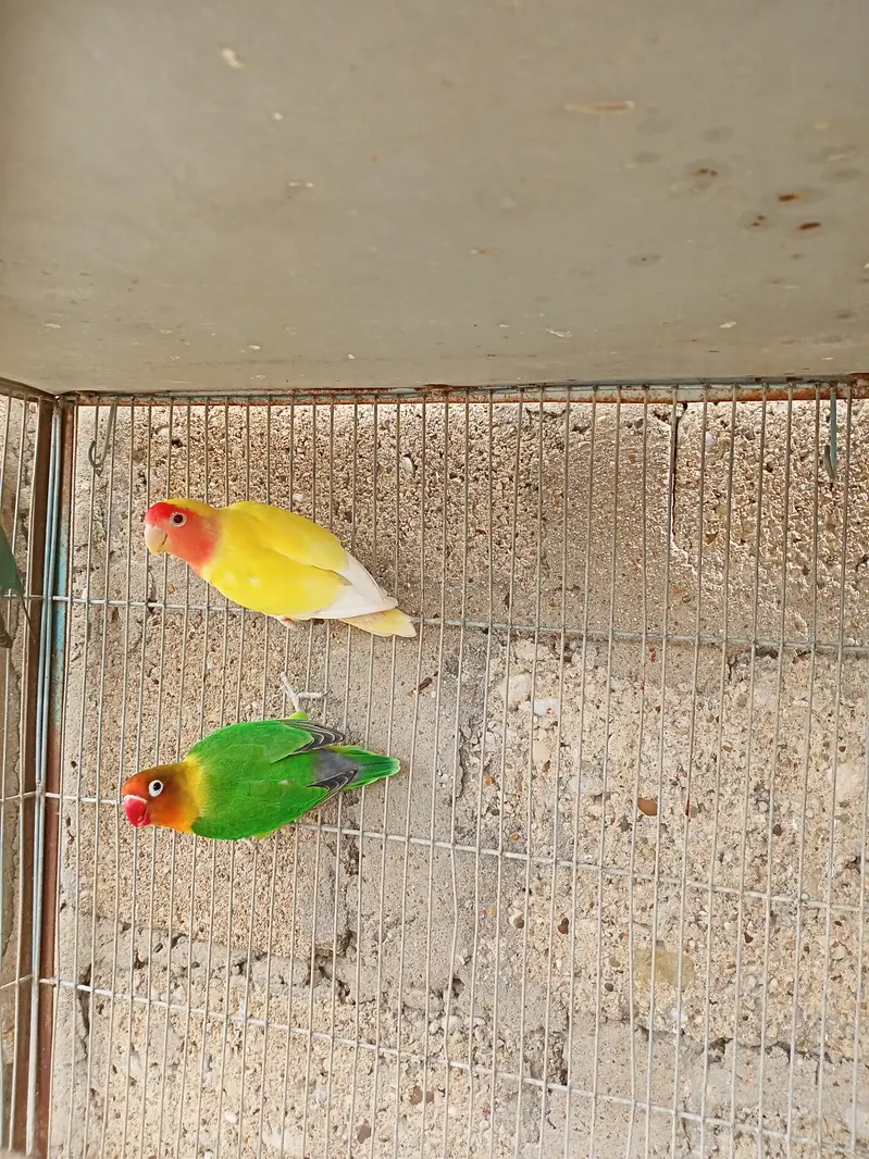 Breeder Black Mask Lovebirds Pair for sale Healthy and Active — photo 2