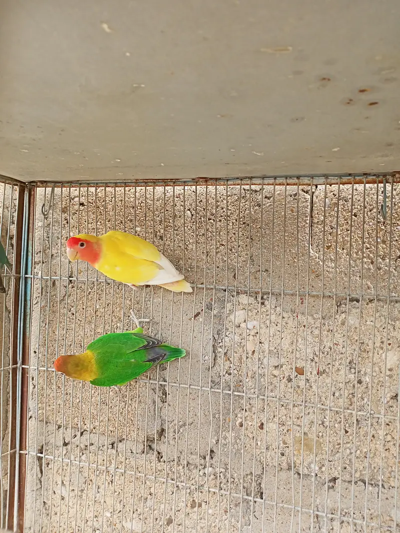 Breeder Black Mask Lovebirds Pair for sale Healthy and Active — photo 3