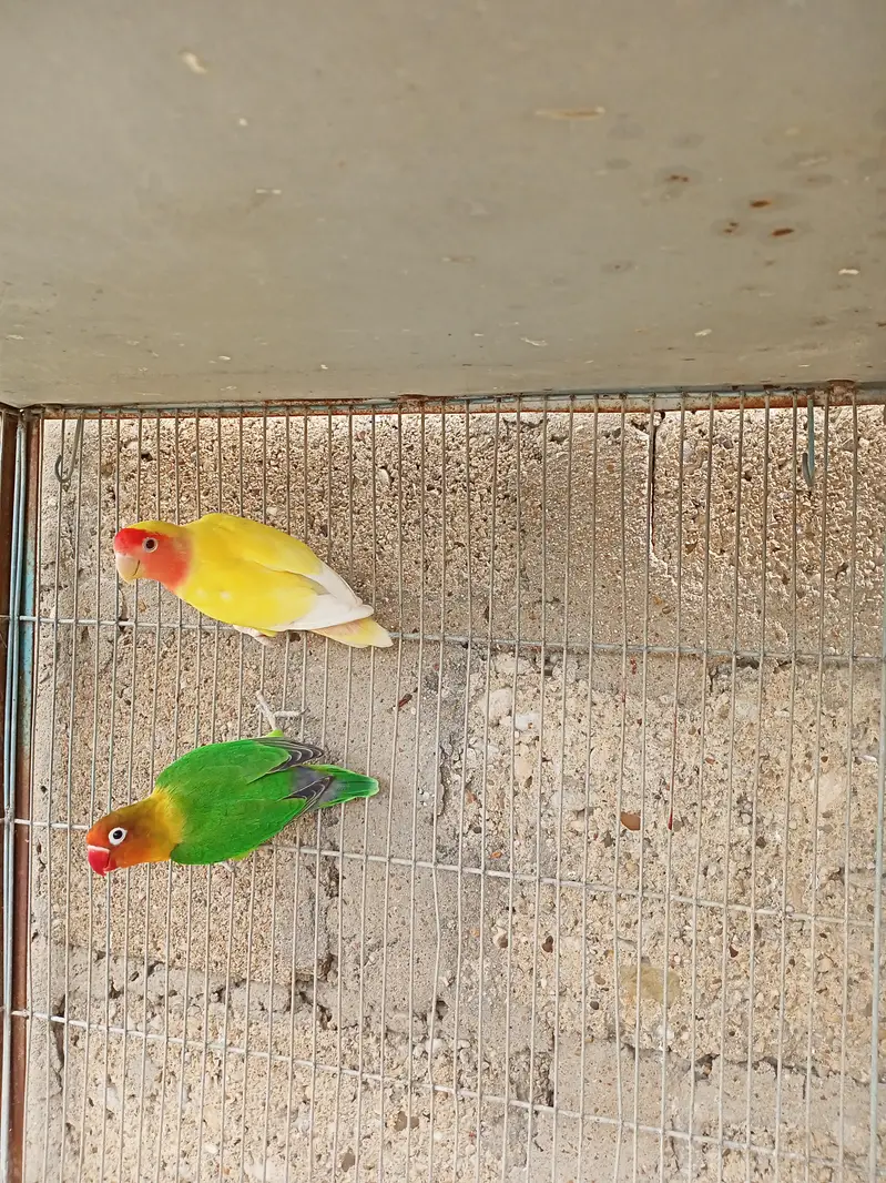 Breeder Black Mask Lovebirds Pair for sale Healthy and Active — photo 4