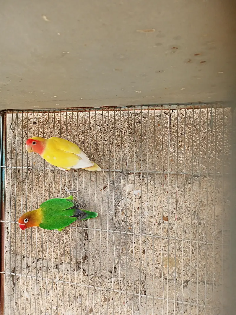 Breeder Black Mask Lovebirds Pair for sale Healthy and Active — photo 5