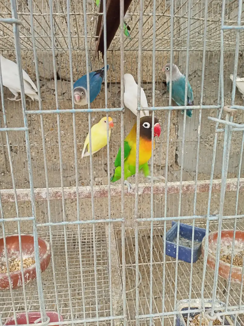 Breeder Black Mask Lovebirds Pair for sale Healthy and Active — photo 6